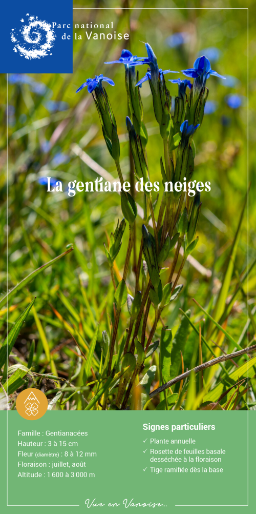 Gentiane des neiges