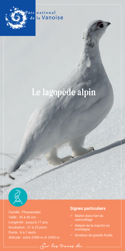 Lagopède alpin