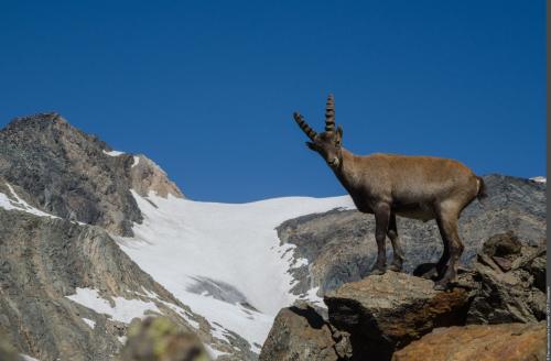 3pnv016001-pn-vanoise-gotti_christophe-2000px.jpg