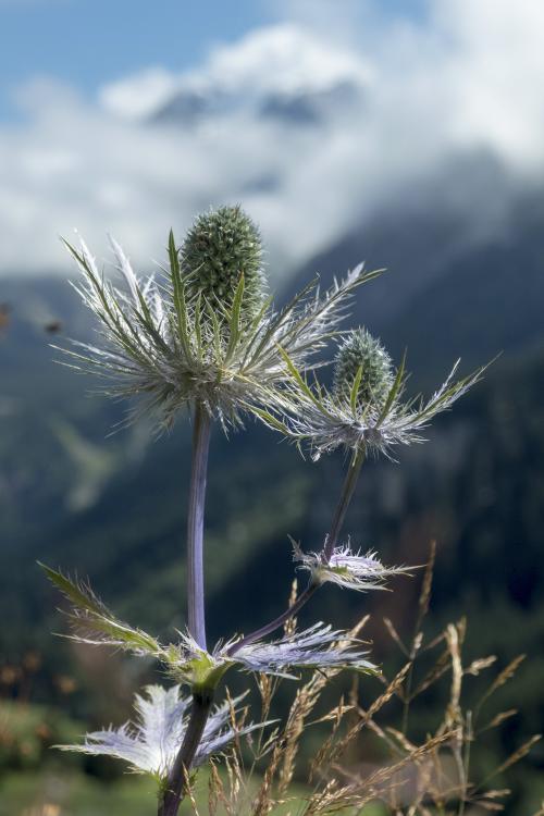 3pnv018117-pn-vanoise-tardivet_chloe.jpg