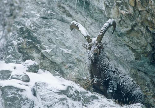 Observation des bouquetins_Champagny-en-Vanoise - Observation des bouquetins