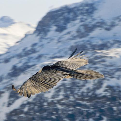 1pnv012049-pn-vanoise-bouche_michel-1600px.jpg