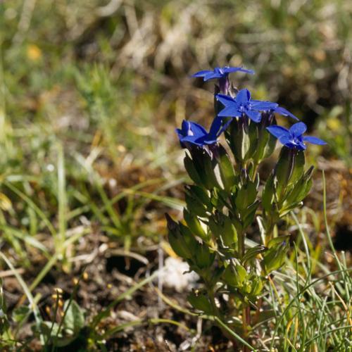 1pnv012424-pn-vanoise-bourgeois_marie-genevieve-750.jpg