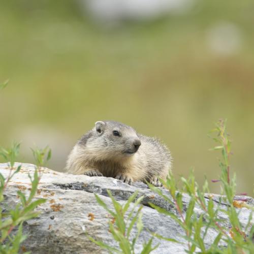 Marmotte