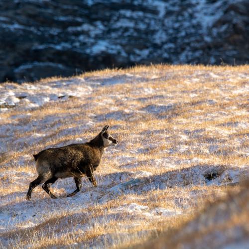 Chamois dans la Réserve naturelle de la Grande Sassière