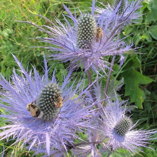 Fleurs de chardon bleu