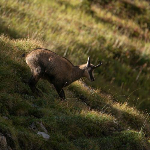 chamois