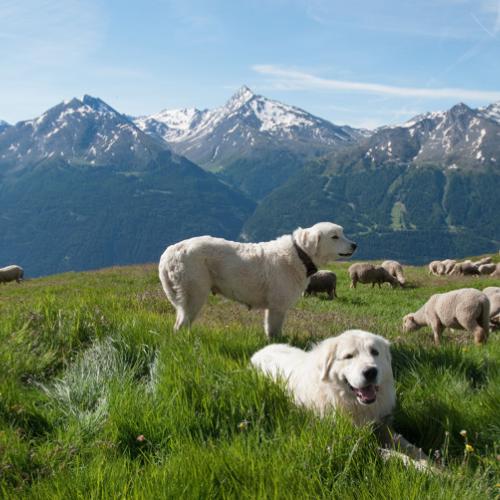 3pnv005436-pn-vanoise-beurier_mathieu-750px.jpg