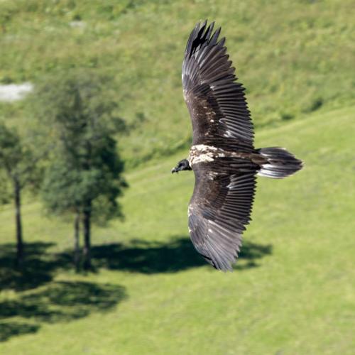 3pnv013320-pn-vanoise-ployer_jean-yves-750px.jpg