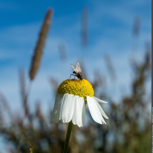 3pnv017861-pn-vanoise-tardivet_chloe-900px.jpg