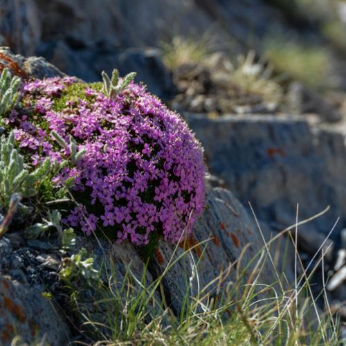 3pnv018388-pn-vanoise-herrmann_mylene-750px.jpg