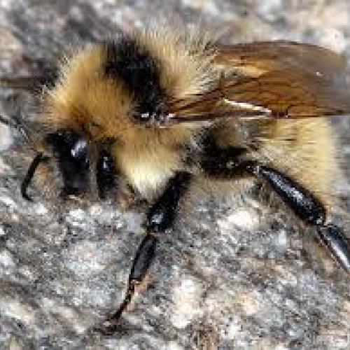 bombus_muscidus.jpg