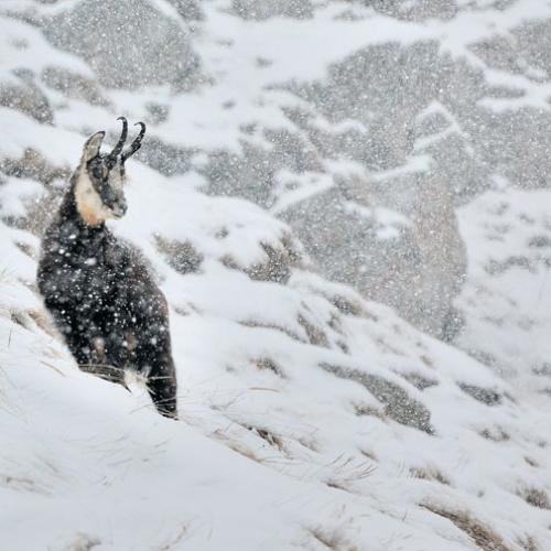 camoscio-c-fotografare-il-parco-maurizio-pol.jpg