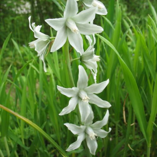 ornithogalum_nutans_2.jpg