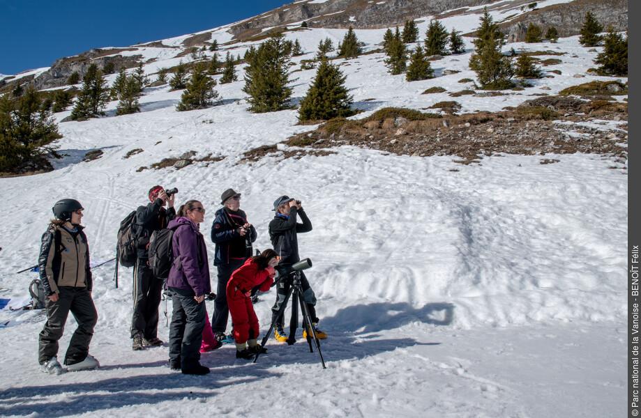 Observation de faune sauvage