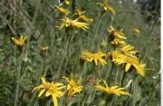 arnica