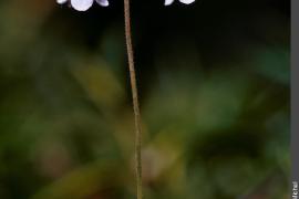 1pnv000323-pn-vanoise-bouche_michel-750.jpg