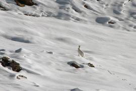 1pnv002766-pn-vanoise-mollard_maurice-750px.jpg