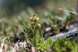 1pnv006168-pn-vanoise-blanchemain_joel-750.jpg