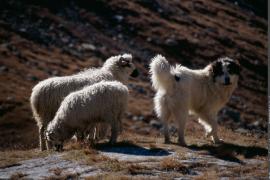 1pnv007547-pn-vanoise-tissot_nathalie-750px.jpg