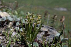 1pnv010098-pn-vanoise-balais_christian-750.jpg