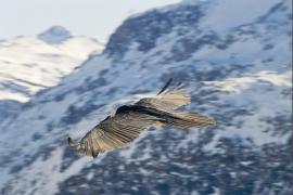 1pnv012049-pn-vanoise-bouche_michel-1600px.jpg