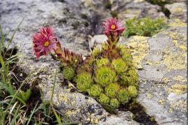 1pnv012492-pn-vanoise-storck_frantz-900px.jpg