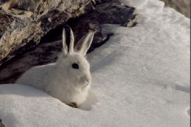 1pnv013447-pn-vanoise-mollard_maurice-750px.jpg