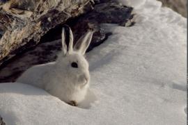 1pnv013447-pn-vanoise-mollard_maurice-900px.jpg