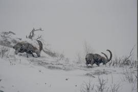 1pnv013654-pn-vanoise-bantin_louis-900px.jpg