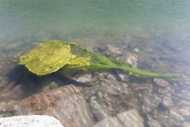 algues vertes dans le lac du Mont Coua