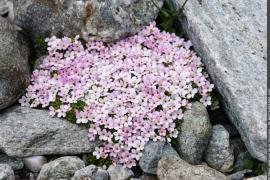 3pnv004951-pn-vanoise-blanchemain_joel-750.jpg