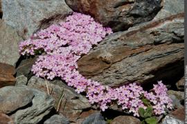 3pnv006589-pn-vanoise-balais_christian-750px.jpg