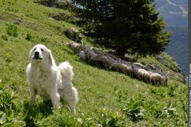 3pnv008461-pn-vanoise-jourdan_jeremie-750px.jpg