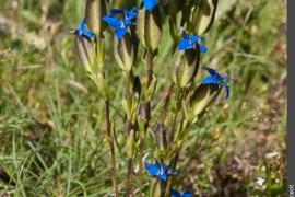 3pnv010484-pn-vanoise-auge_vincent-750.jpg