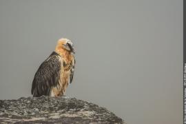 3pnv014601-pn-vanoise-beurier_mathieu-750px.jpg