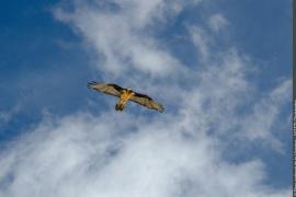 3pnv015762-pn-vanoise-gotti_christophe-750px.jpg