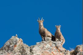 3pnv016896-pn-vanoise-balais_christian-780px.jpg