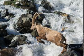 3pnv017432-pn-vanoise-gotti_christophe-750px.jpg