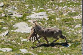 3pnv019518-pn-vanoise-troccaz_bernadette-750px.jpg