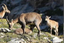 4pnv000731-pn-vanoise-gombault_patrick-900px.jpg