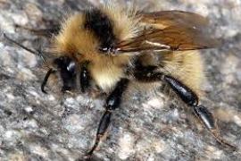 bombus_muscidus.jpg