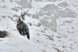 camoscio-c-fotografare-il-parco-maurizio-pol.jpg