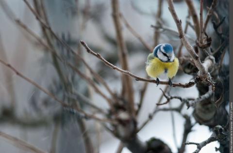 mésange bleue - parc national de la vanoise