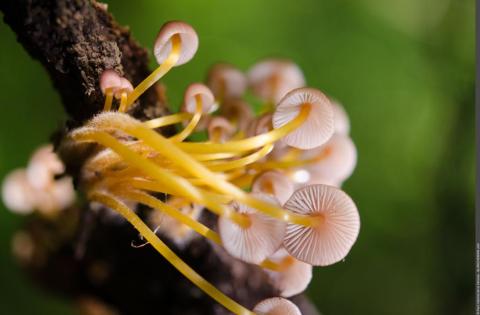 Champignon - Parc national de la Vanoise - Champignon - Parc national de la Vanoise