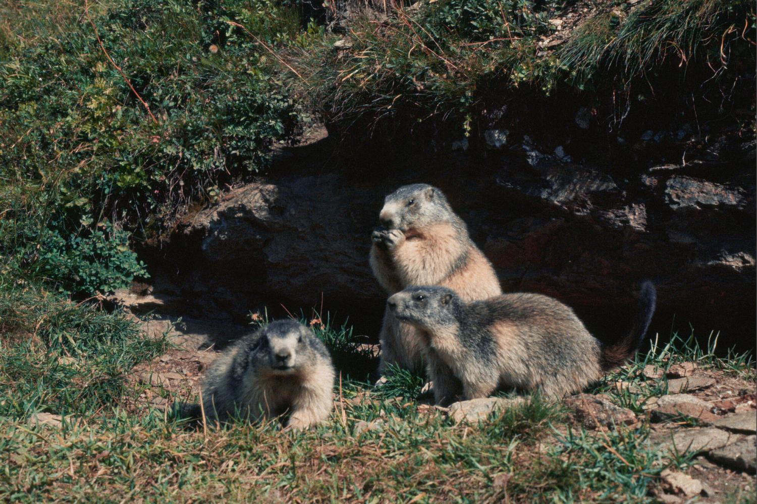 Marmottes des Alpes