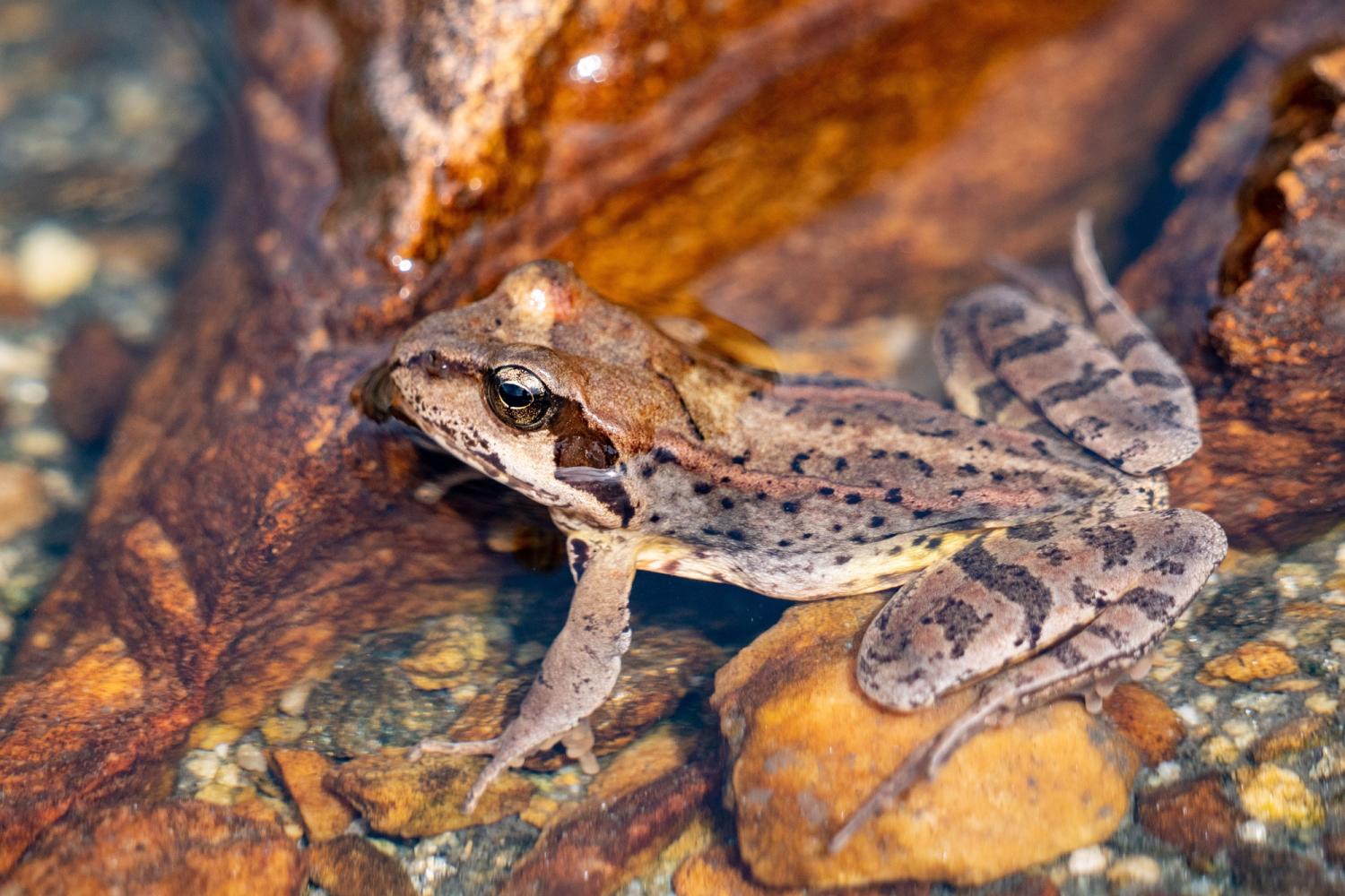 Grenouille rousse