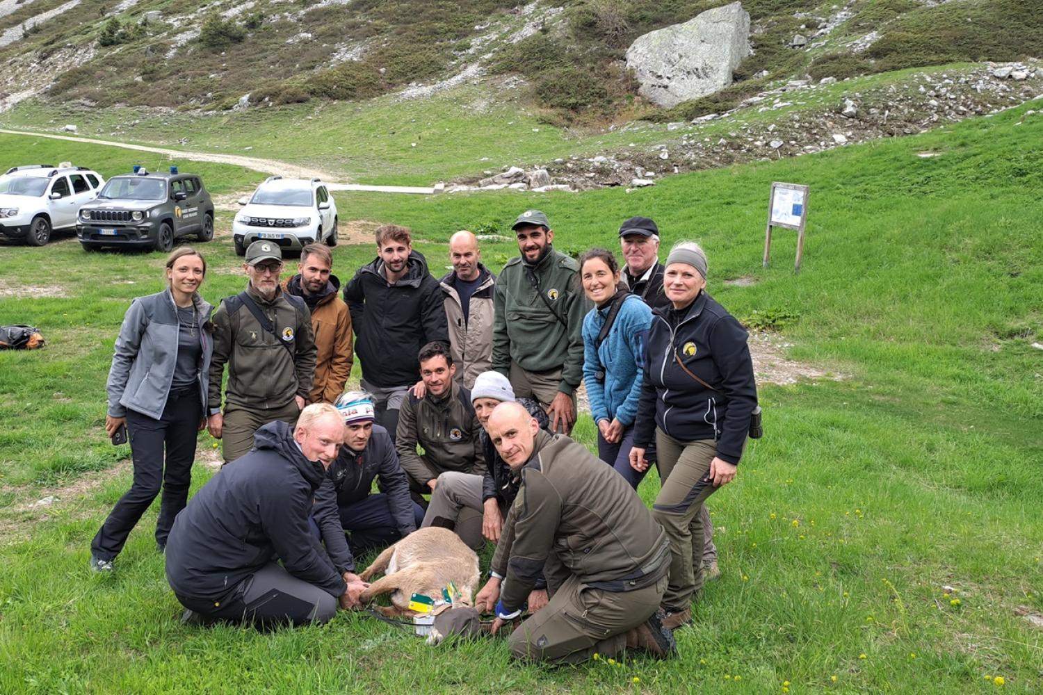 Capture bouquetin Maurienne