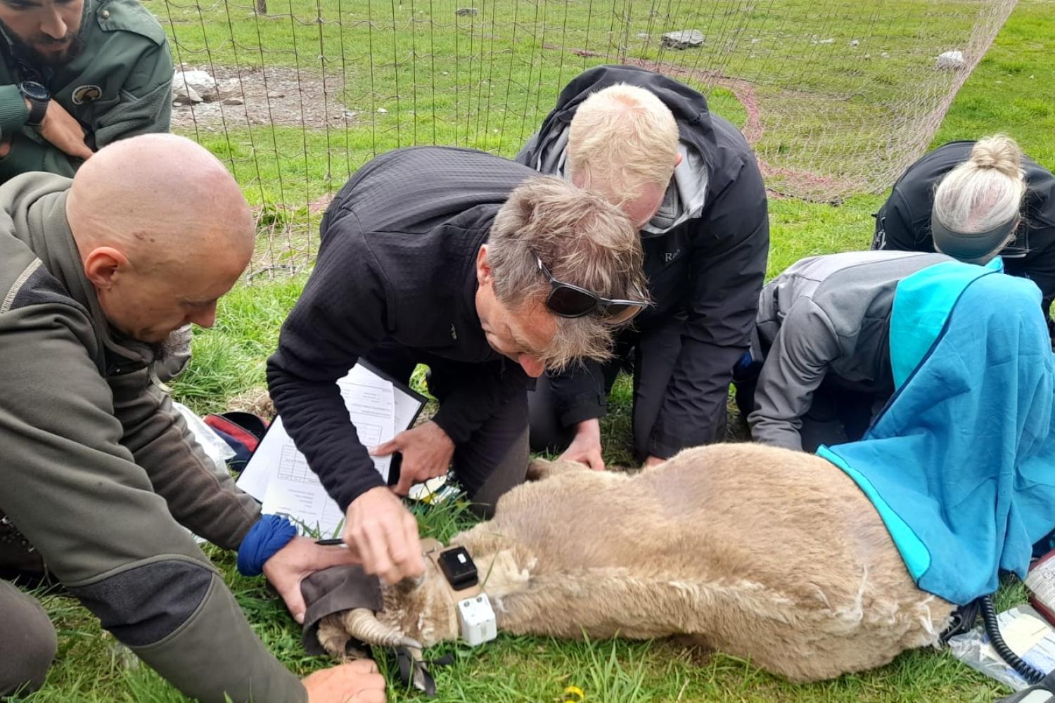 Capture bouquetin Maurienne