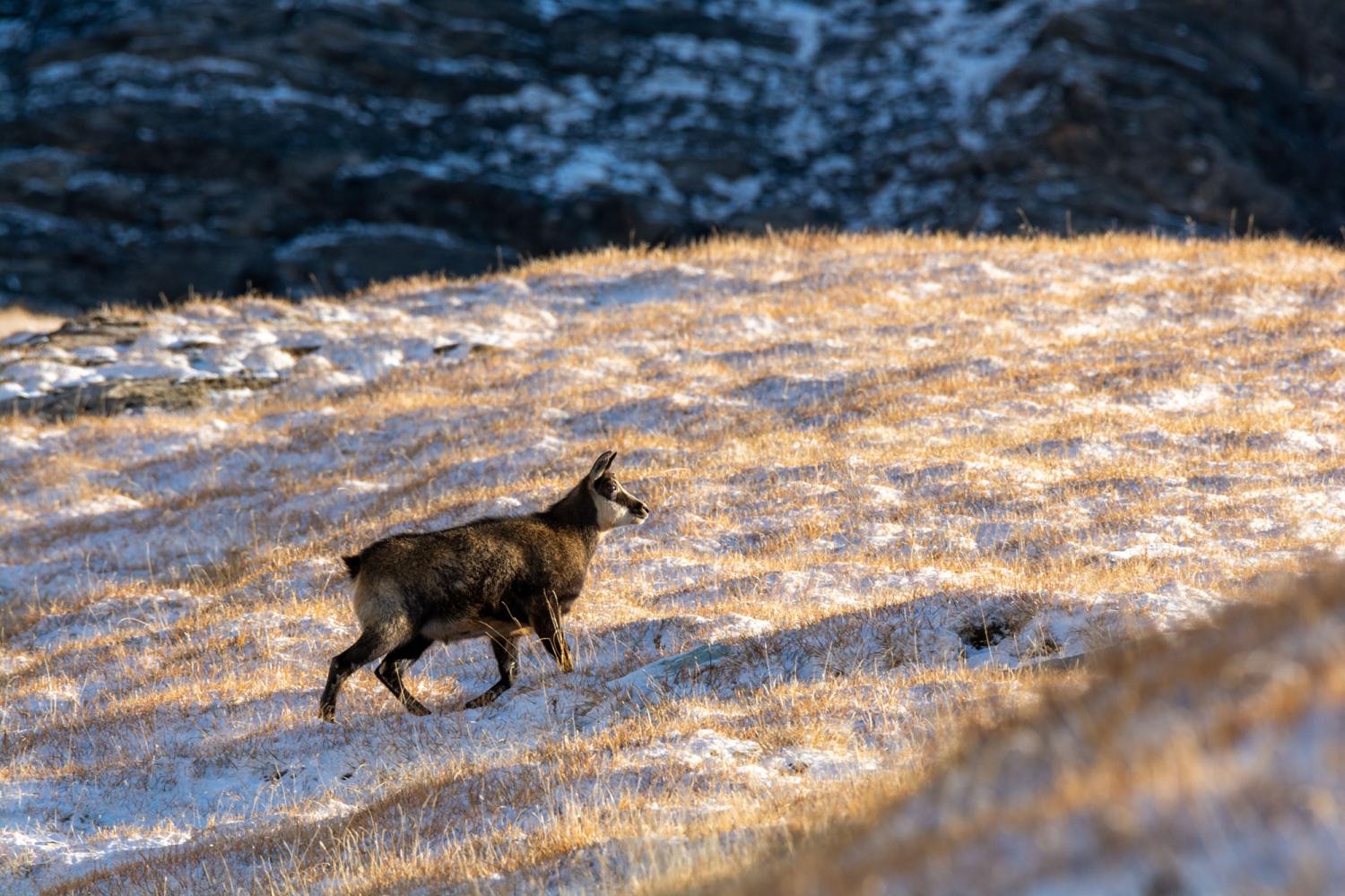 Chamois dans la Réserve naturelle de la Grande Sassière